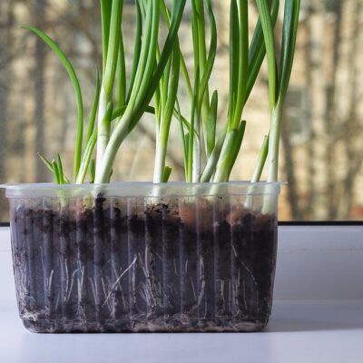 Cómo volver a cultivar cebollas verdes: 3 pasos simples para cultivar cebollas verdes en casa todo el año por Donna John